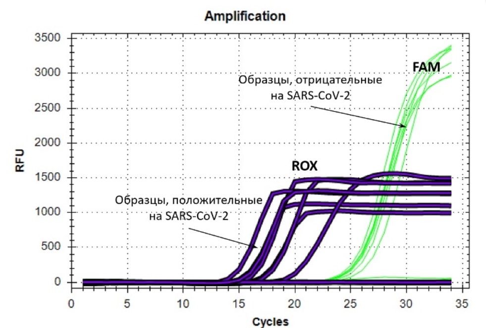 Кинетические кривые роста сигнала флуоресценции, полученные на приборе CFX96:     канал ROX – SARS-CoV-2; канал FAM – внутренний положительный контроль (ВПК)